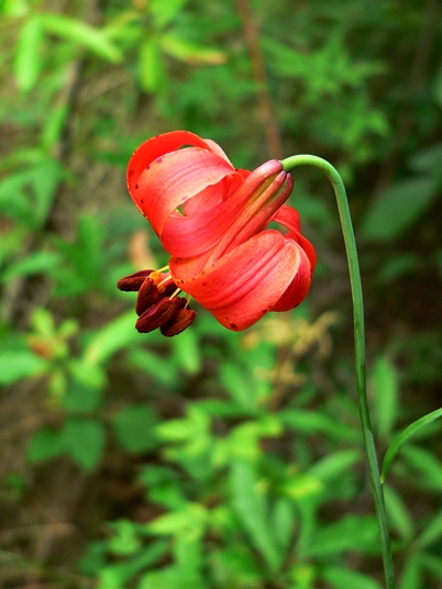 {Lilium michiganense}